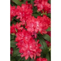 Yaku-Rhododendron 'Astrid' Rhododendron yak.'Astrid' -r- c 5 30- 40
