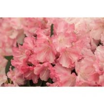 Pflanzen-für-dich.de - Yaku-Rhododendron 'Marlis' Rhododendron yak.'Marlis' c 5 30- 40