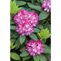 Yaku-Rhododendron 'Tatjana' – Immergrüner Kleinstrauch – Höhe bis 1,2 m – Breite bis 1,8 m – Frosthart bis -20°C