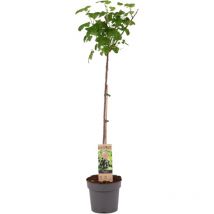 Plant In A Box - Cassis - Ribes nigrum 'Titania' - Hauteur 90-100cm - 21cm