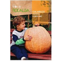 Semilla calabaza atlantic giant 500g - Rocalba