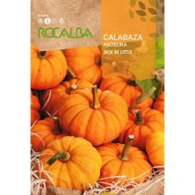 Semilla calabaza jack be little 500g - Rocalba