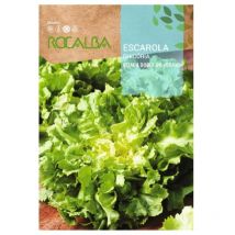Rocalba - semilla escarola rizada doble de verano 500g