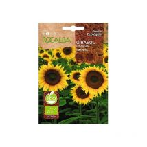 Rokalba Eco Sunflowol fЩr Pfeifen 15g