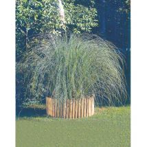 Pin imprégné rollborder 5x20x180