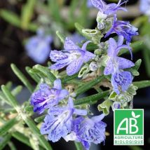 Romarin Corse rampant BIO/Godet