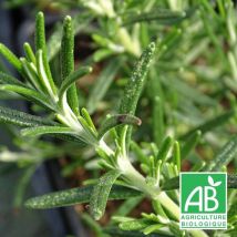 Romarin officinalis Boule BIO/Godet