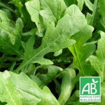 Roquette vivace BIO/Godet