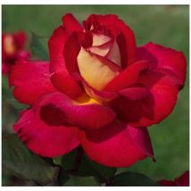 Rosa bolshoi Meizuzes