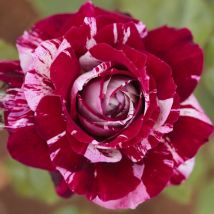 Pianta rosa brevettata julio iglesias meilland striata vera profumata vaso19 foto reale