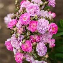 Rosa pretty polly lavender Meilland rosa a mazzi a cespuglio in vaso 19 cm