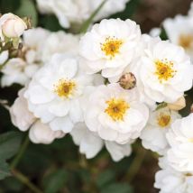 Rosa pretty polly white Meilland rosa bianca a mazzi a cespuglio in vaso 19 cm