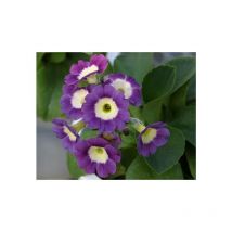 Rosa-violette Gartenaurikel duftende Primel Alpinumpflanze für den Steingarten