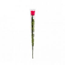 Rose en tige stabilisée Coloris fuschia
