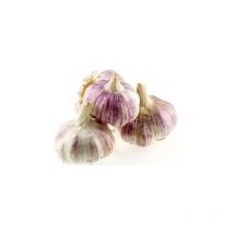 Debaere - Rose gayant 40+ Ail a repiquer 500 gr. . Marque : . Réf. : Rose gayant 40+