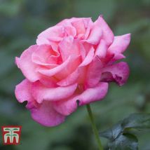 Thompson&morgan - Rose (Rosa) Breeders Choice Pink 1 bare root plant