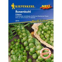 Kiepenkerl Rosenkohl Crispus Brassica Oleracea, Inhalt Ca. 10 Pflanzen Gemüsesamen