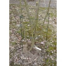 Rosenstütze Metall 60x35 Blumenstütze Strauchstütze Pflanzenhalter Staudenhalter