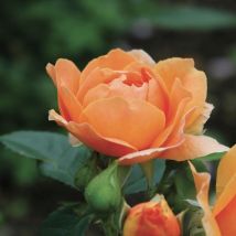 Rosier 'Abbaye de Cluny' (Rosa 'Abbaye de Cluny' )