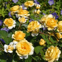 Plantes Avenue - Rosier arbustif Decorosier Soleya 'Noa 71610'/Pot de 5L