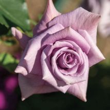 Pépinières Naudet - Rosier 'Charles de Gaulle' (Rosa 'Charles de Gaulle' )