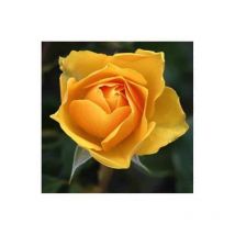 Rosier grimpant 'Landora'