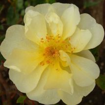 Rosier grimpant Mermaid/Godet