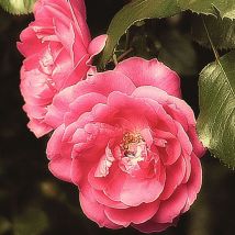 Rosier grimpant Pompon de Paris/Godet