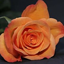 Rosier Grimpant - 'Sutter's Gold'