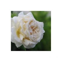 Rosier grosse fleur 'Virgo'