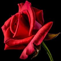 Rosier 'Grand Huit '