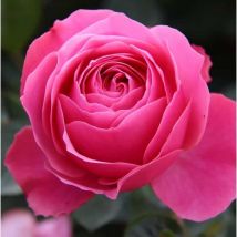 Rosier 'Kimono'