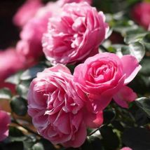 Rosier 'Léonard De Vinci '