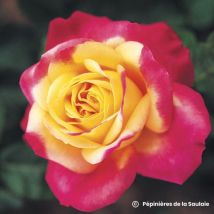 Rosier 'Oriental Peace' (Rosa 'Oriental Peace' )