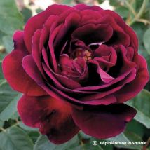Rosier 'Souvenir du Dr. Jamain' (Rosa 'Souvenir du Dr. Jamain')