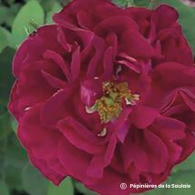 Rosier 'Tuscany Superb' (Rosa 'Tuscany Superb')