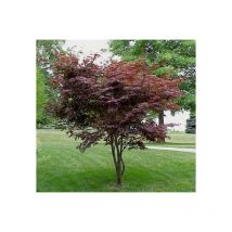 Rotblättriger Japanischer Blut - Fächerahorn 80-100 cm