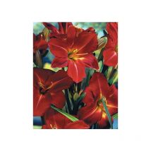 Rote Taglilie Hemerocallis Galena Holiday im 11cm Topf reichblühend, großblumig