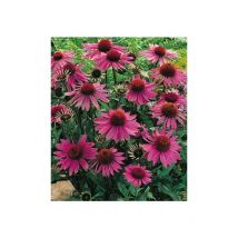 Roter Sonnenhut, Echinacea Heilpflanze, Gartenschönheit