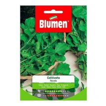 Rucola-Samen im Umschlag gewachsen