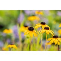 Rudbeckia fulgida var.speciosa p 0,5