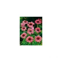 Rudbeckia vivace pourpre - 1g