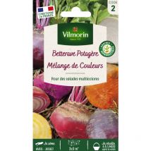 Betterave Potagère Arc-en-Ciel en mélange