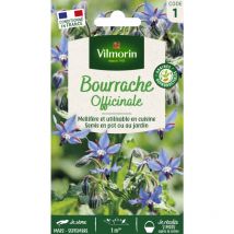 Bourrache Officinale