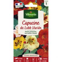 Capucine de Lobb Variée