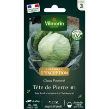 Chou Blanc Tête de Pierre HF1 - Graines d'Exception