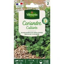 Coriandre cultivée