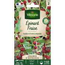 Epinard Fraise - Légumes d'Autrefois
