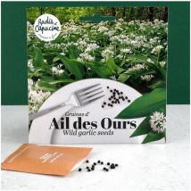 Sachet graines fleurs comestibles - Ail des ours