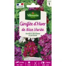 Vilmorin - Giroflée d'Hiver de Nice Variée